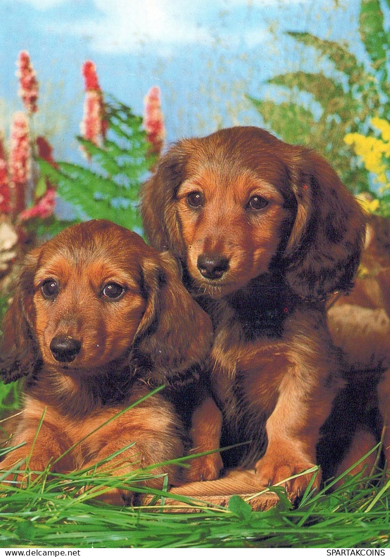 CANE Animale Vintage Cartolina CPSM #PAN554.A - Hunde