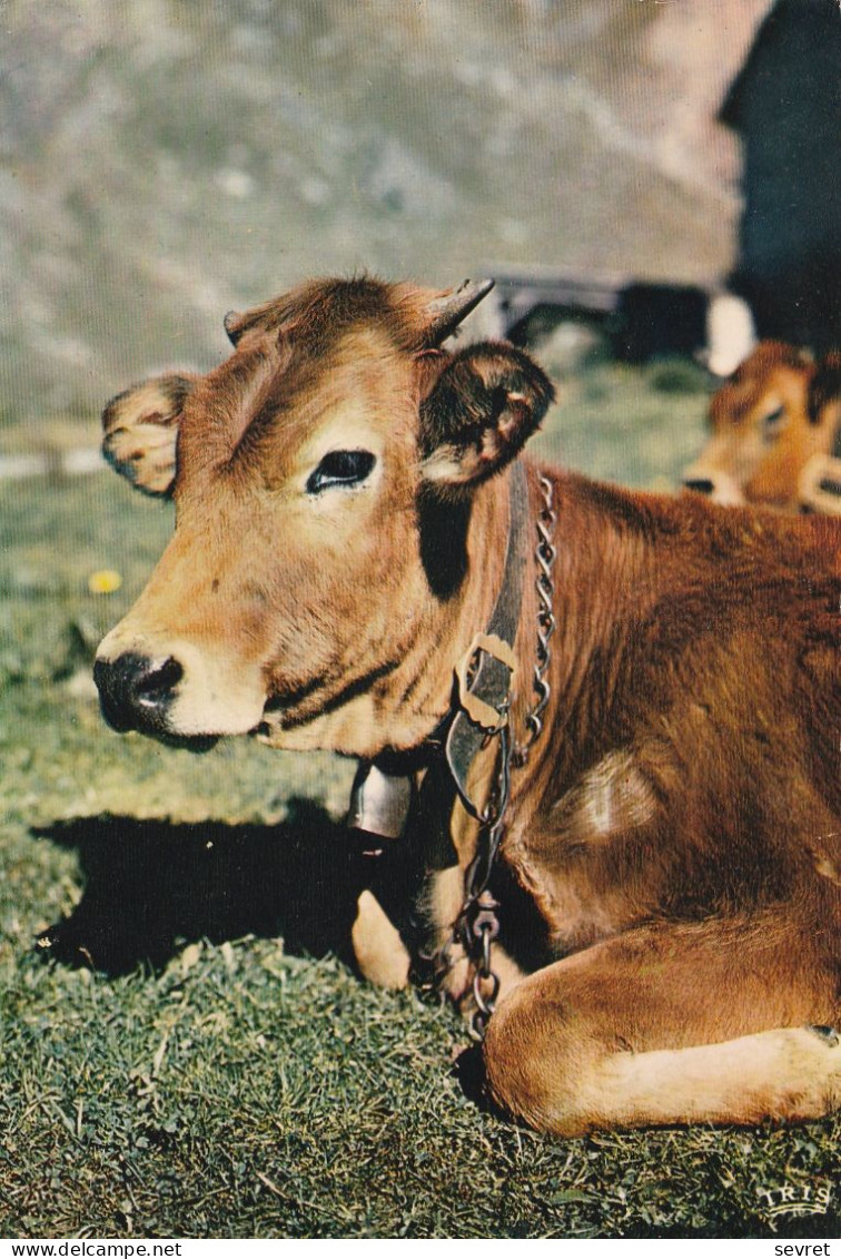 Vache à L'Alpage - Vacas