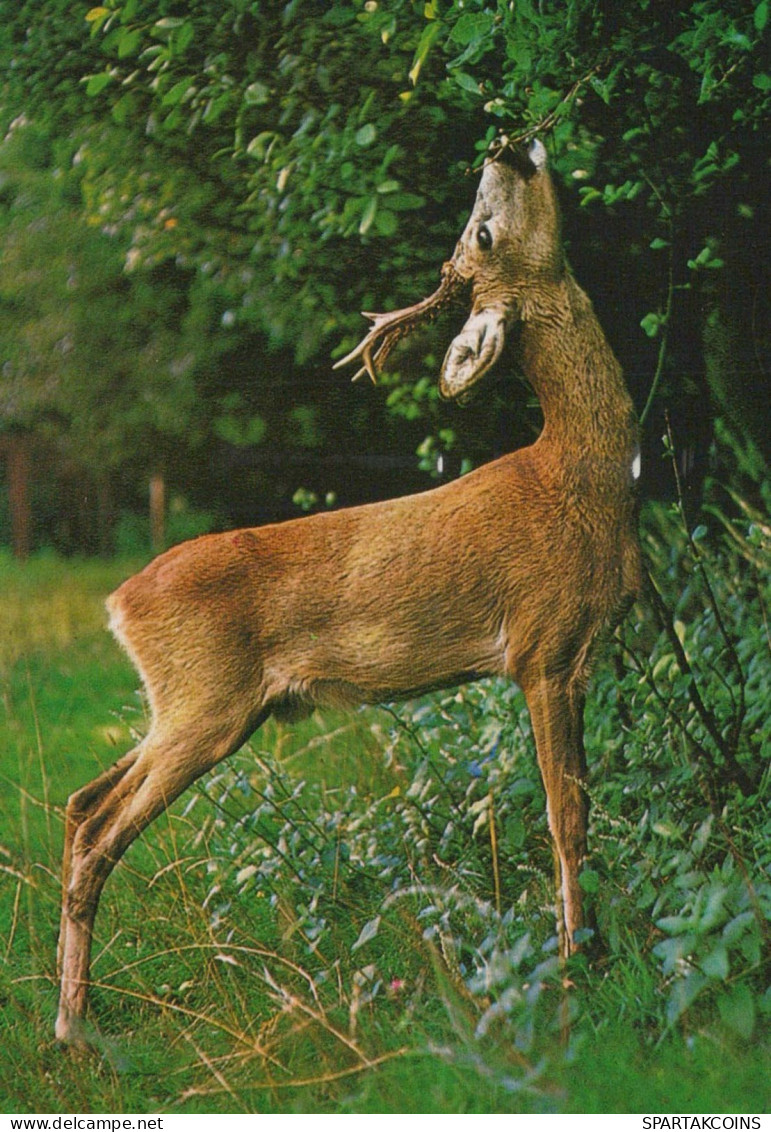 CERF Animaux Vintage Carte Postale CPSM #PBS548.A - Sonstige & Ohne Zuordnung