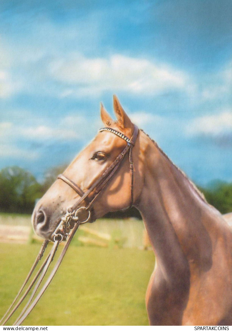 CAVALLO Animale Vintage Cartolina CPSM #PBR851.A - Horses
