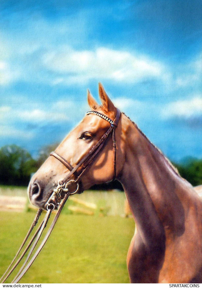 CAVALLO Animale Vintage Cartolina CPSM #PBR851.A - Horses