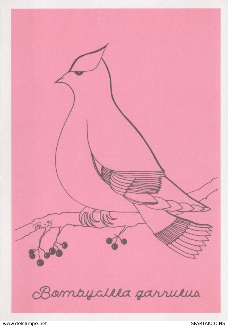 BIRD Animals Vintage Postcard CPSM #PBR459.A - Pájaros