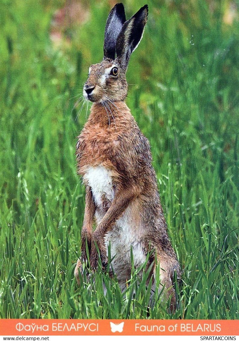 LAPIN Animaux Vintage Carte Postale CPSM #PBR167.A - Andere & Zonder Classificatie