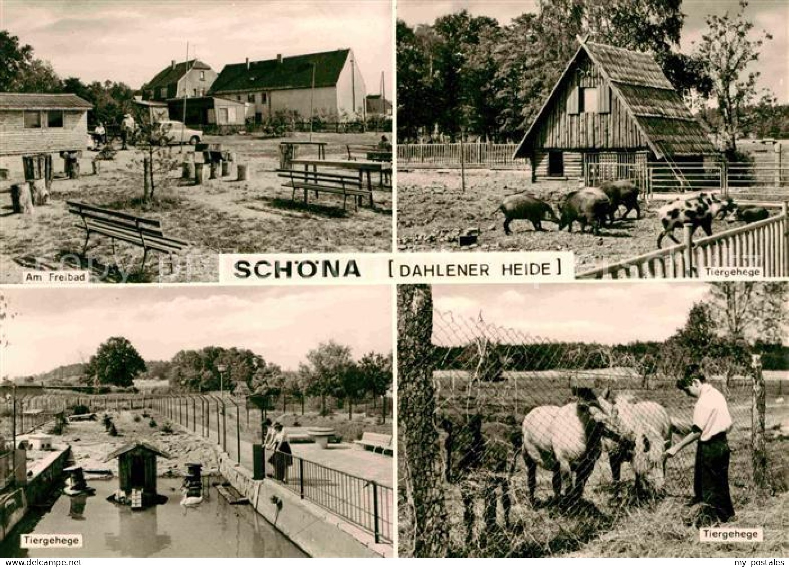 72633911 Schoena Soernewitz Freibad Tiergehege Dahlener Heide Schoena Soernewitz - Autres & Non Classés