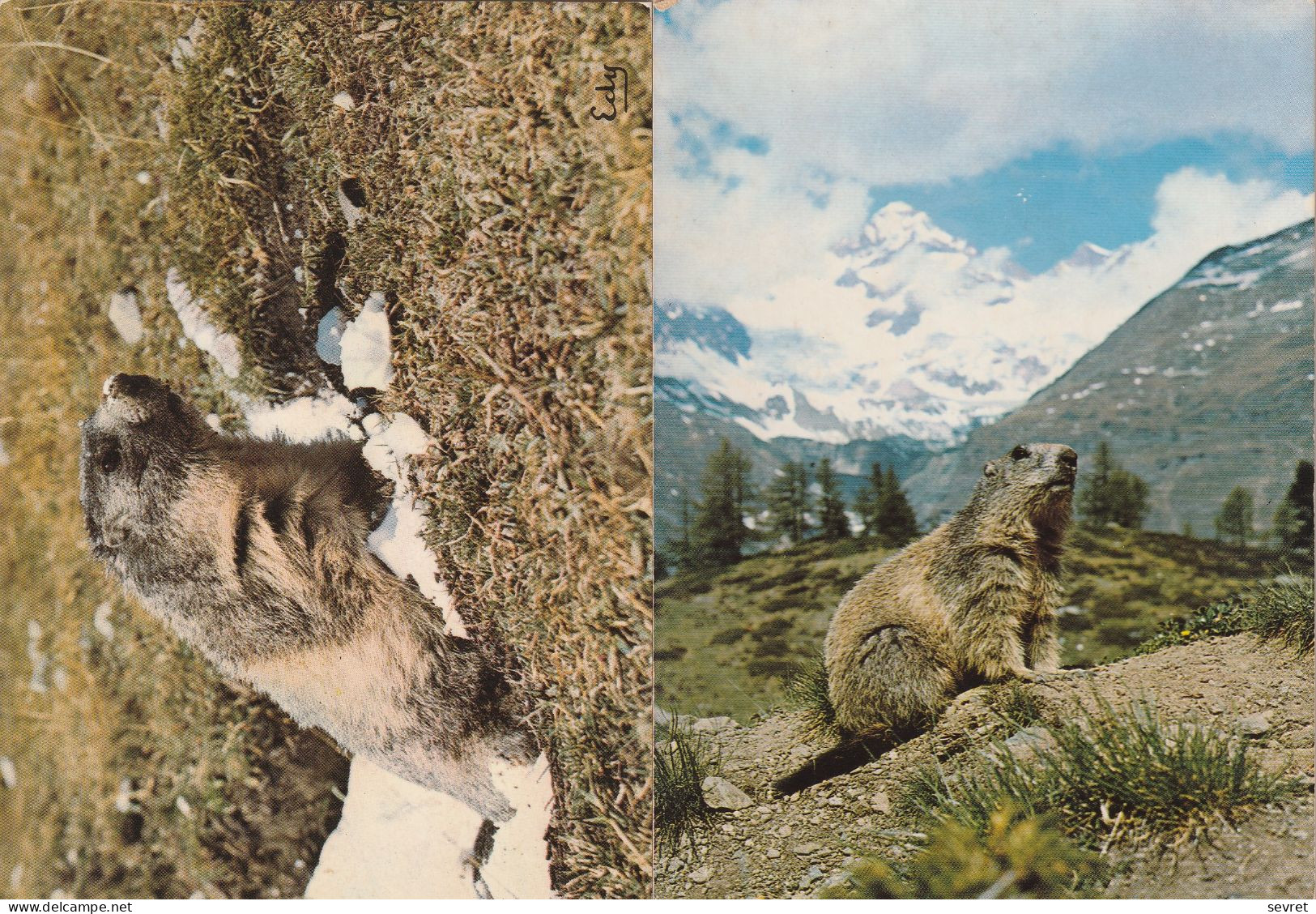 MARMOTTE. - Lot De 2 Cartes - Sonstige & Ohne Zuordnung