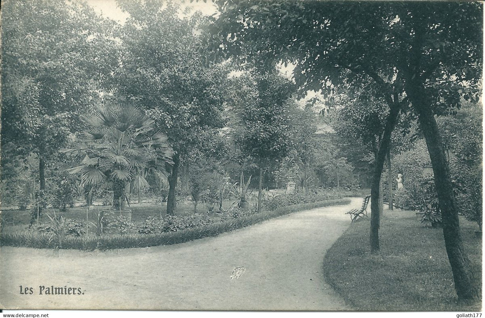 Les Palmiers - Arbres