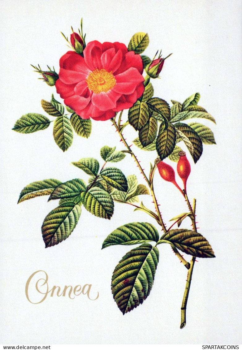 FIORI Vintage Cartolina CPSM #PAS292.IT - Fleurs