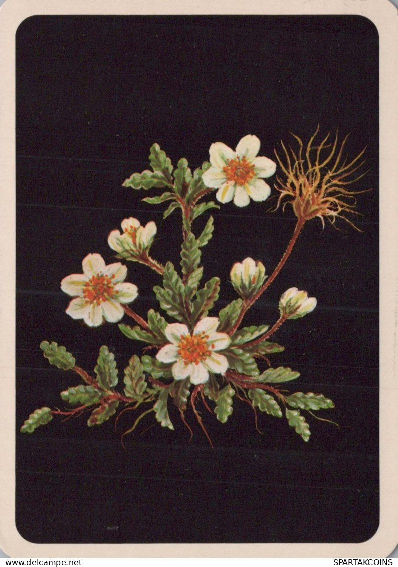 FIORI Vintage Cartolina CPSM #PAR511.IT - Fleurs