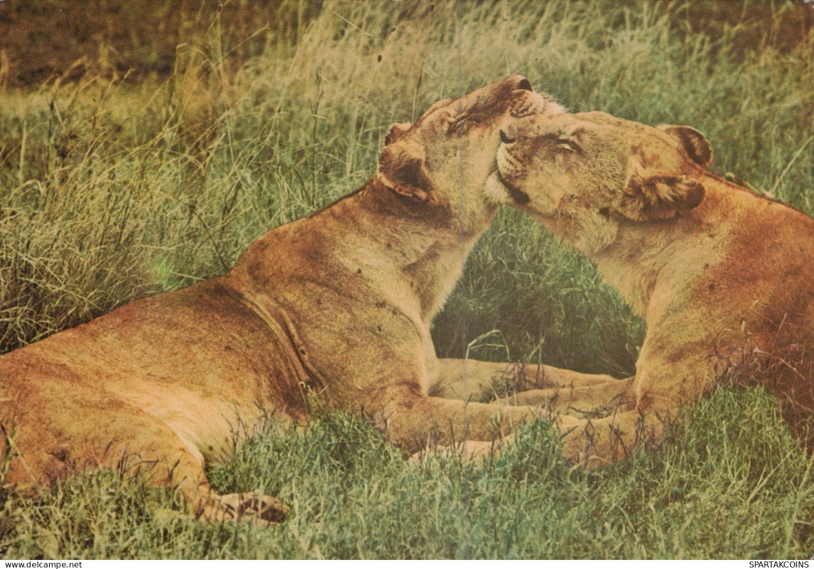 LEONE GRANDE GATTO Animale Vintage Cartolina CPSM #PAM005.IT - Lions