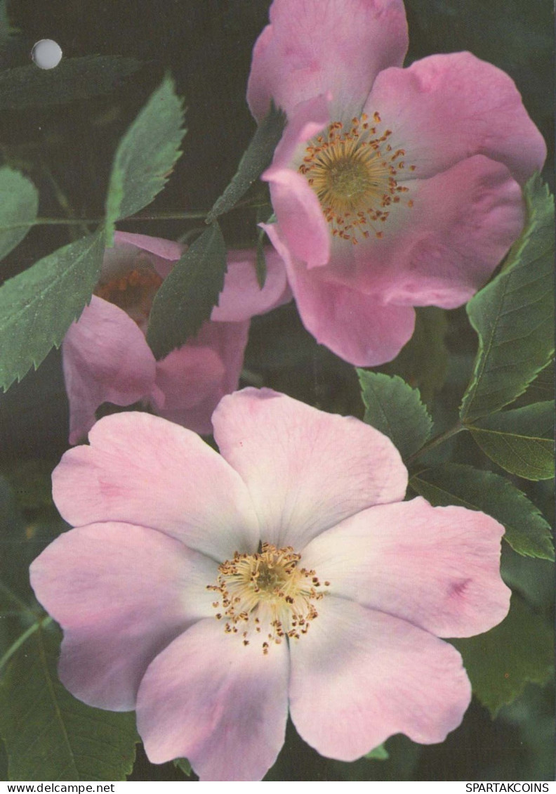 FLOWERS Vintage Ansichtskarte Postkarte CPSM #PAS111.DE - Fleurs