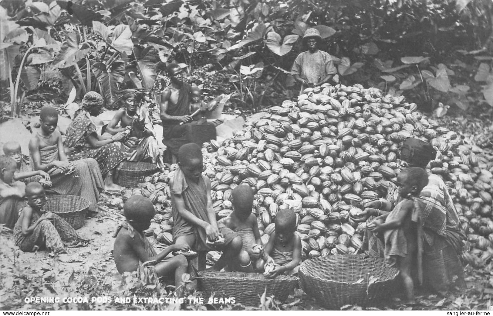 CPA ANTILLES / TRINIDAD / CARTE PHOTO / OPENING COCOA PODS AND EXTRACTING THE BEANS - Trinidad