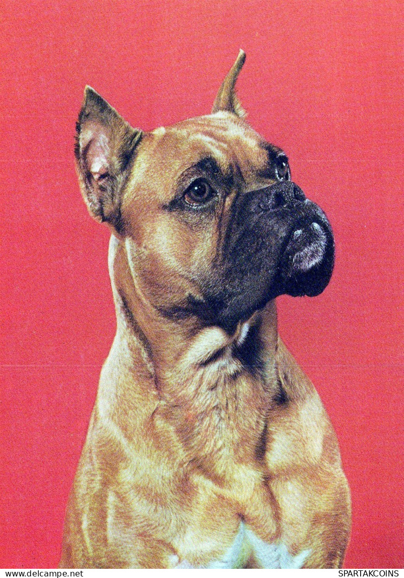 PERRO Animales Vintage Tarjeta Postal CPSM #PAN831.ES - Dogs