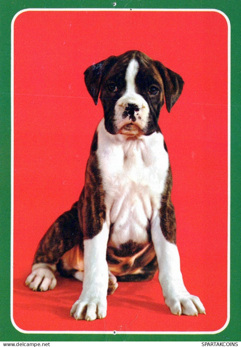 PERRO Animales Vintage Tarjeta Postal CPSM #PAN632.ES - Dogs