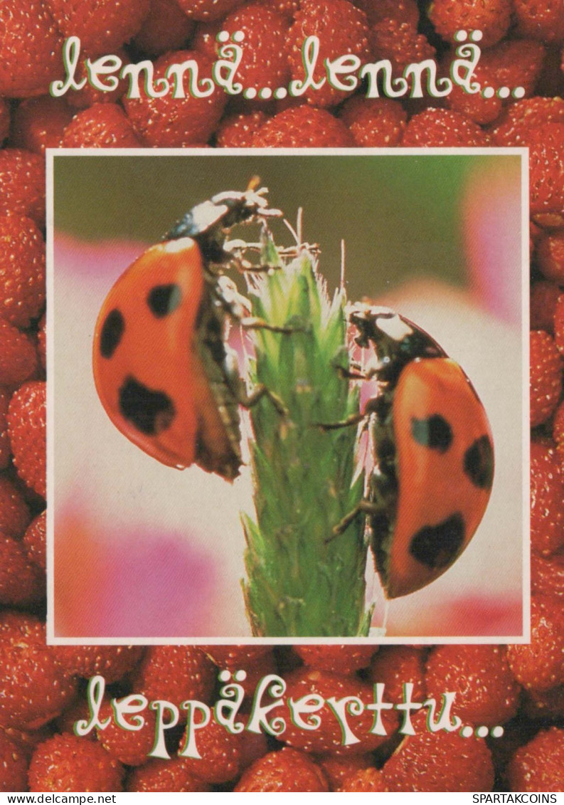 INSEKTEN Tier Vintage Ansichtskarte Postkarte CPSM #PBS486.DE - Insekten