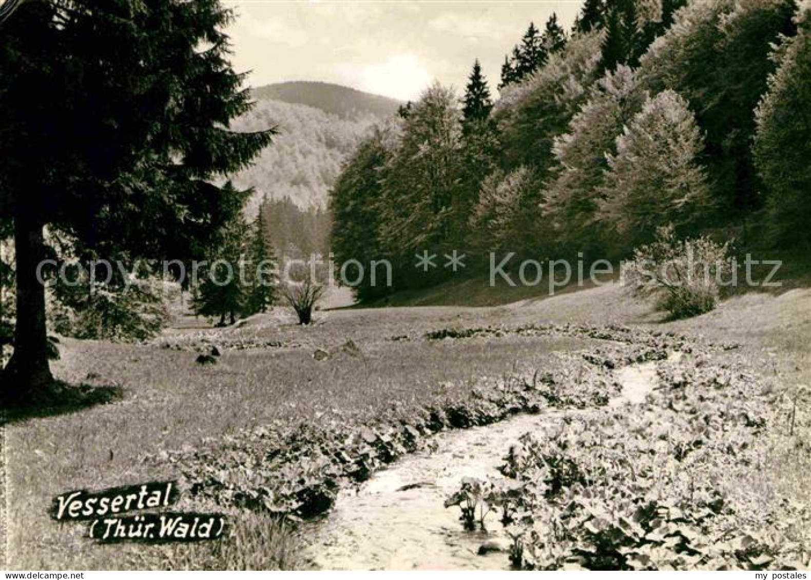 72632404 Suhl Thueringer Wald Partie Im Vessertal Biosphaerenreservat Suhl - Suhl