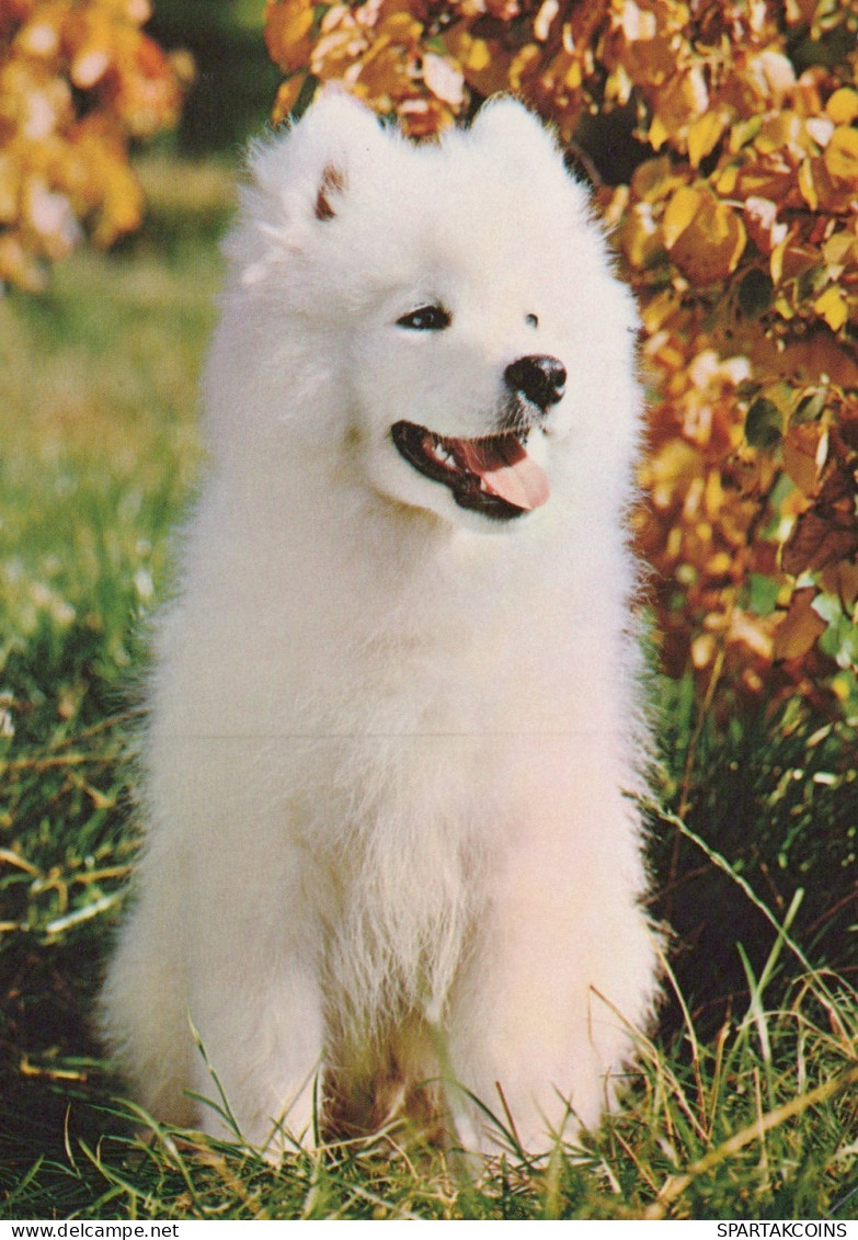 CHIEN Animaux Vintage Carte Postale CPSM #PAN832.FR - Hunde