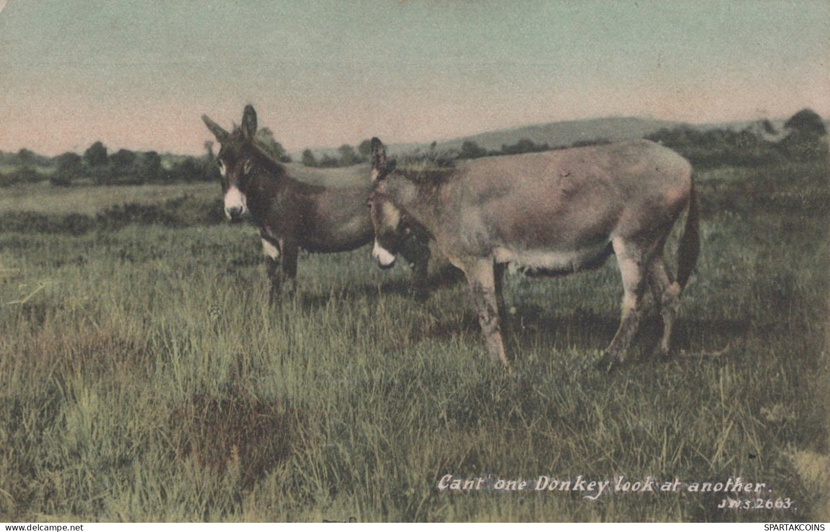 BURRO Animales Vintage Antiguo CPA Tarjeta Postal #PAA077.ES - Anes