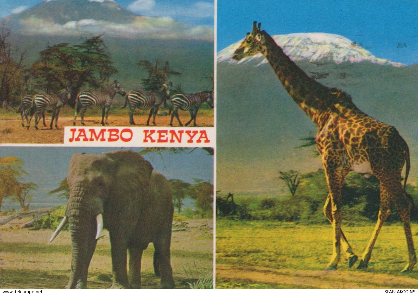 JIRAFA Animales Vintage Tarjeta Postal CPSM #PBS949.ES - Giraffes