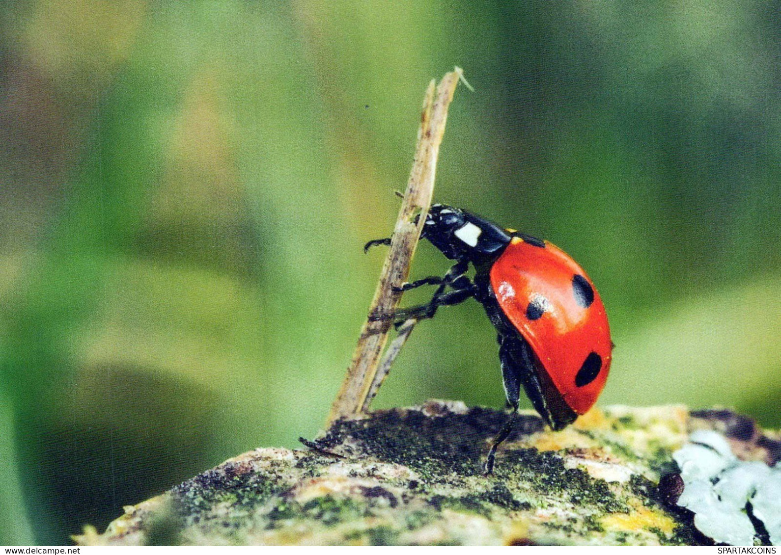 INSECTOS Animales Vintage Tarjeta Postal CPSM #PBS484.ES - Insectes