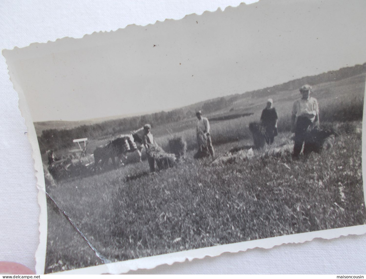 PHOTO ANCIENNE ANTIQUE FOTO SNAPSHOT MOISSON TRAVAUX DES CHAMPS MONTREUILLOIS MONTREUIL VINTAGE - Métiers