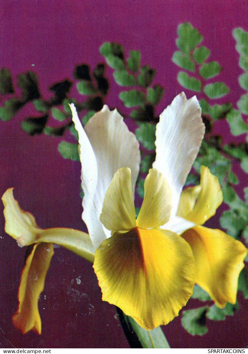 FLOWERS Vintage Postcard CPSM #PAR146.GB - Fleurs