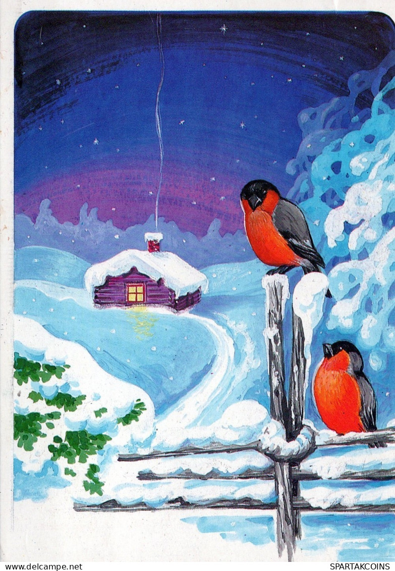 BIRD Animals Vintage Postcard CPSM #PAN006.GB - Vögel