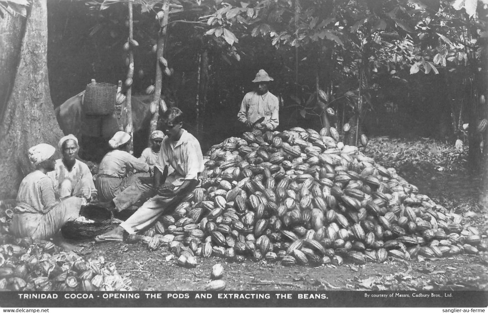 CPA ANTILLES / TRINIDAD / CARTE PHOTO / COCOA OPENING THE PODS AND EXTRACTING THE BEANS - Trinidad