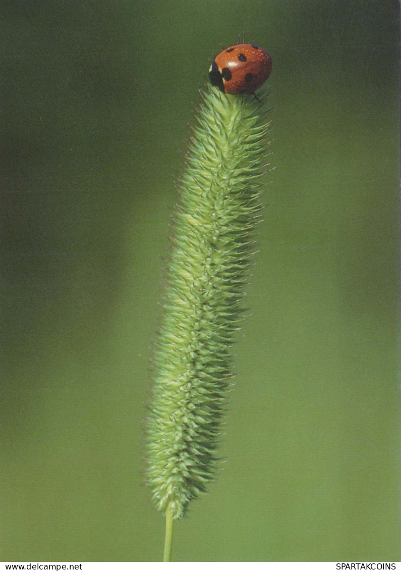 INSECTES Animaux Vintage Carte Postale CPSM #PBS485.FR - Insects