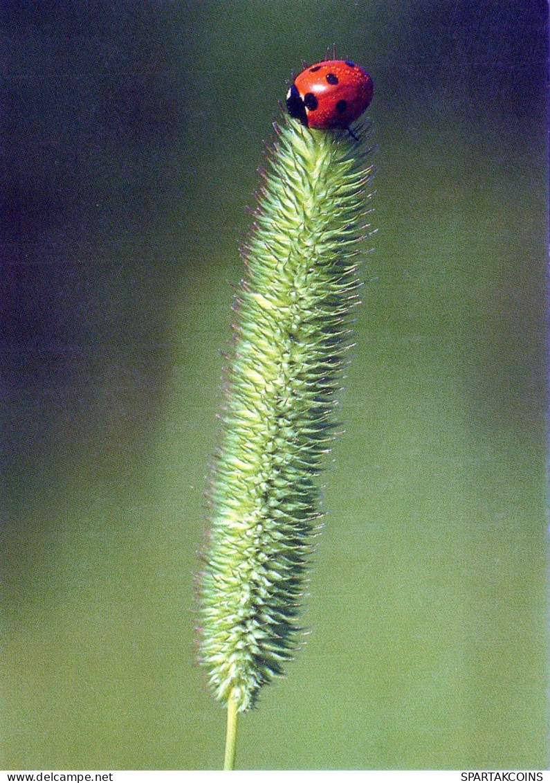 INSECTES Animaux Vintage Carte Postale CPSM #PBS485.FR - Insecten