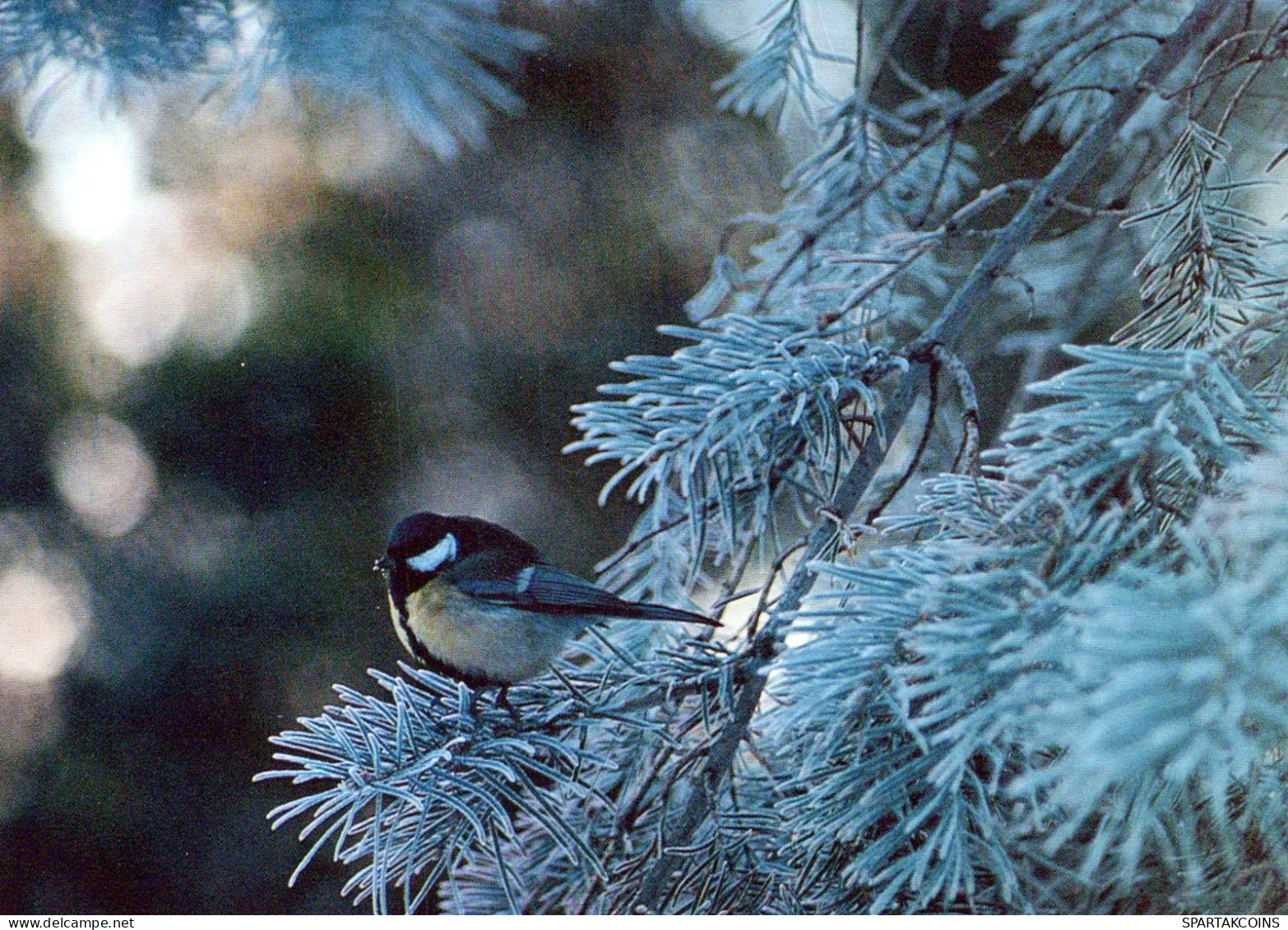 OISEAU Animaux Vintage Carte Postale CPSM #PBR506.FR - Oiseaux