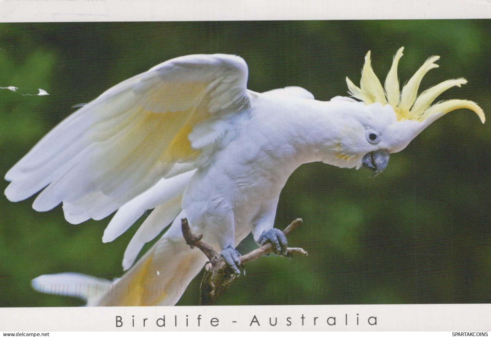 OISEAU Animaux Vintage Carte Postale CPSM #PBR384.FR - Birds