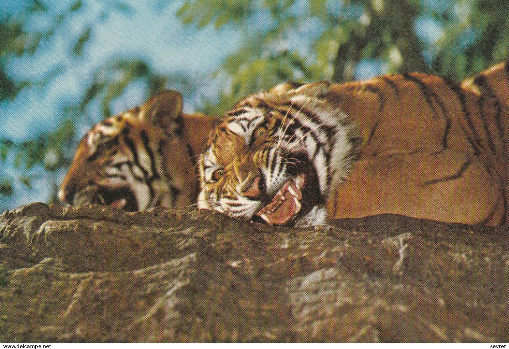 TIGRES. - 2 Beaux Clichés - Tigers