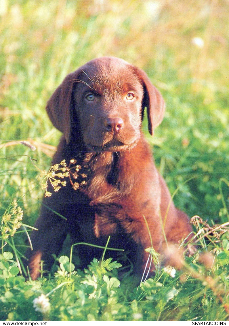 CHIEN Animaux Vintage Carte Postale CPSM #PBQ596.FR - Chiens