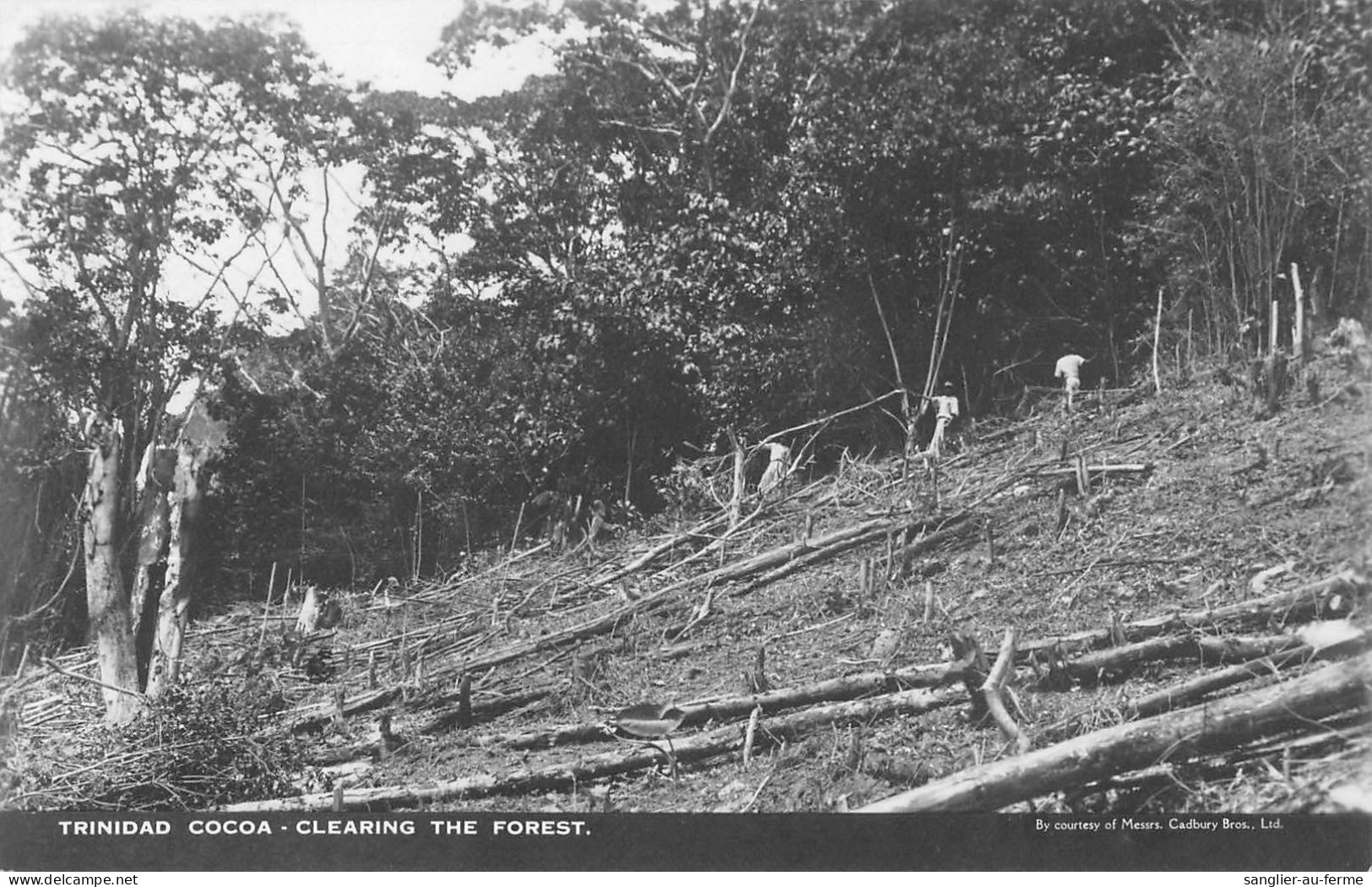 CPA ANTILLES / TRINIDAD / CARTE PHOTO / CLEARING THE FOREST - Trinidad