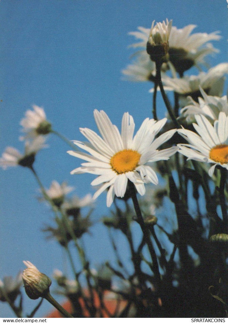 FLOWERS Vintage Postcard CPSM #PBZ635.GB - Blumen