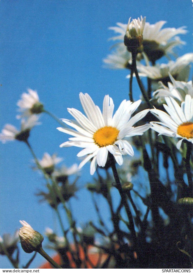 FLOWERS Vintage Postcard CPSM #PBZ635.GB - Blumen