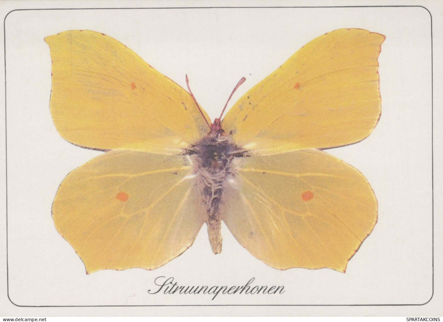 BUTTERFLIES Animals Vintage Postcard CPSM #PBS423.GB - Papillons