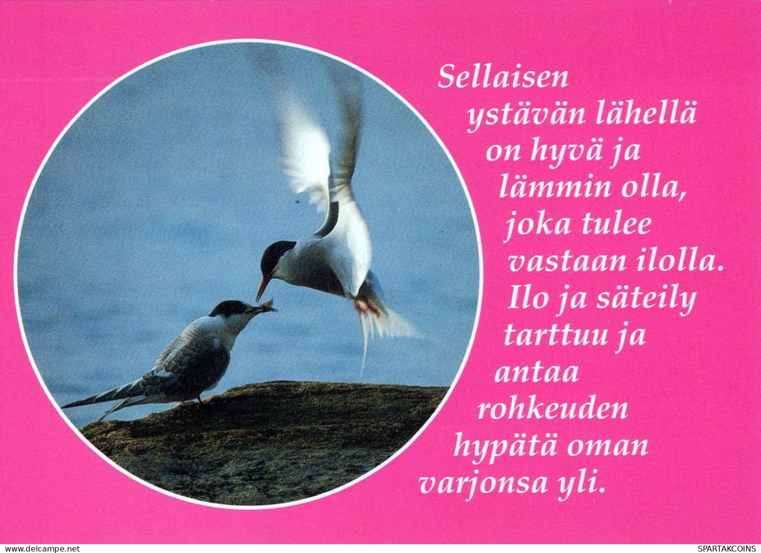 BIRD Animals Vintage Postcard CPSM #PBR565.GB - Pájaros