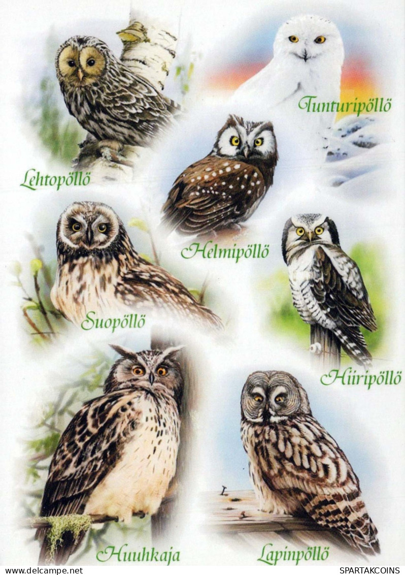 BIRD Animals Vintage Postcard CPSM #PBR696.GB - Vögel