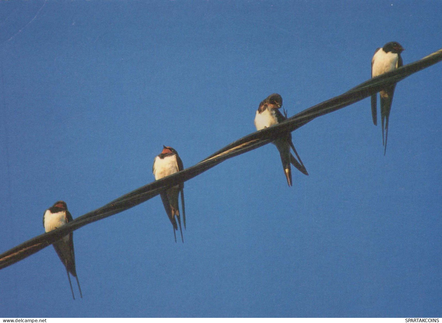 BIRD Animals Vintage Postcard CPSM #PBR443.GB - Oiseaux