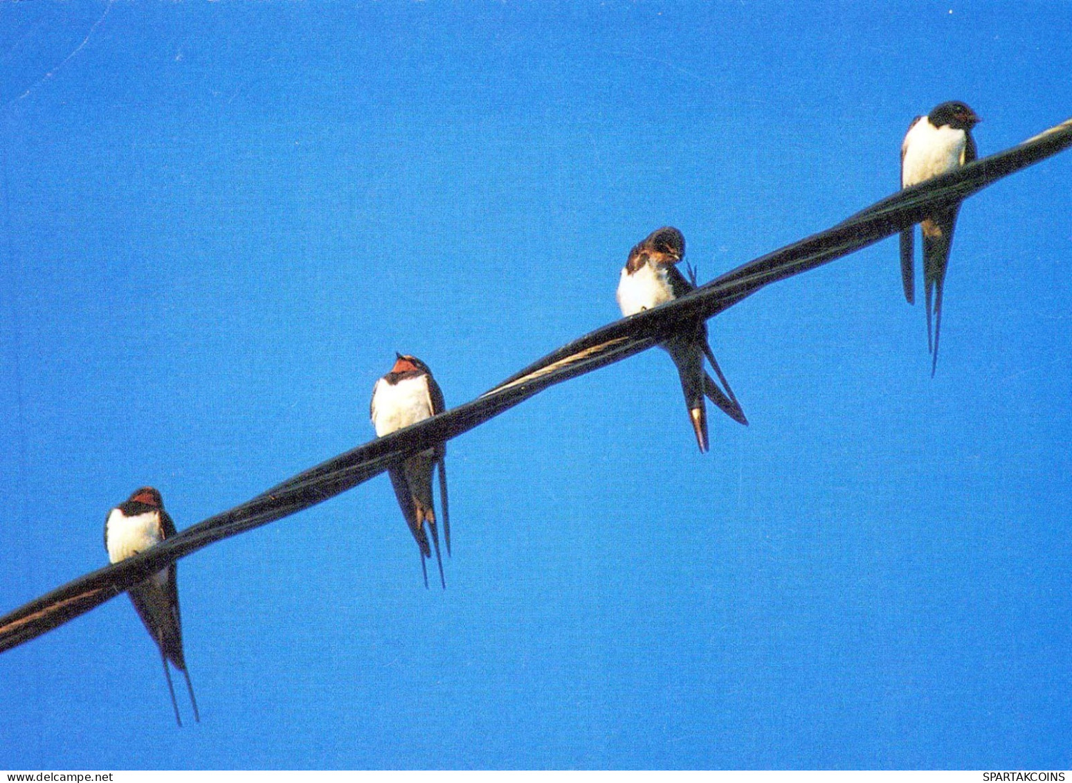 BIRD Animals Vintage Postcard CPSM #PBR443.GB - Oiseaux