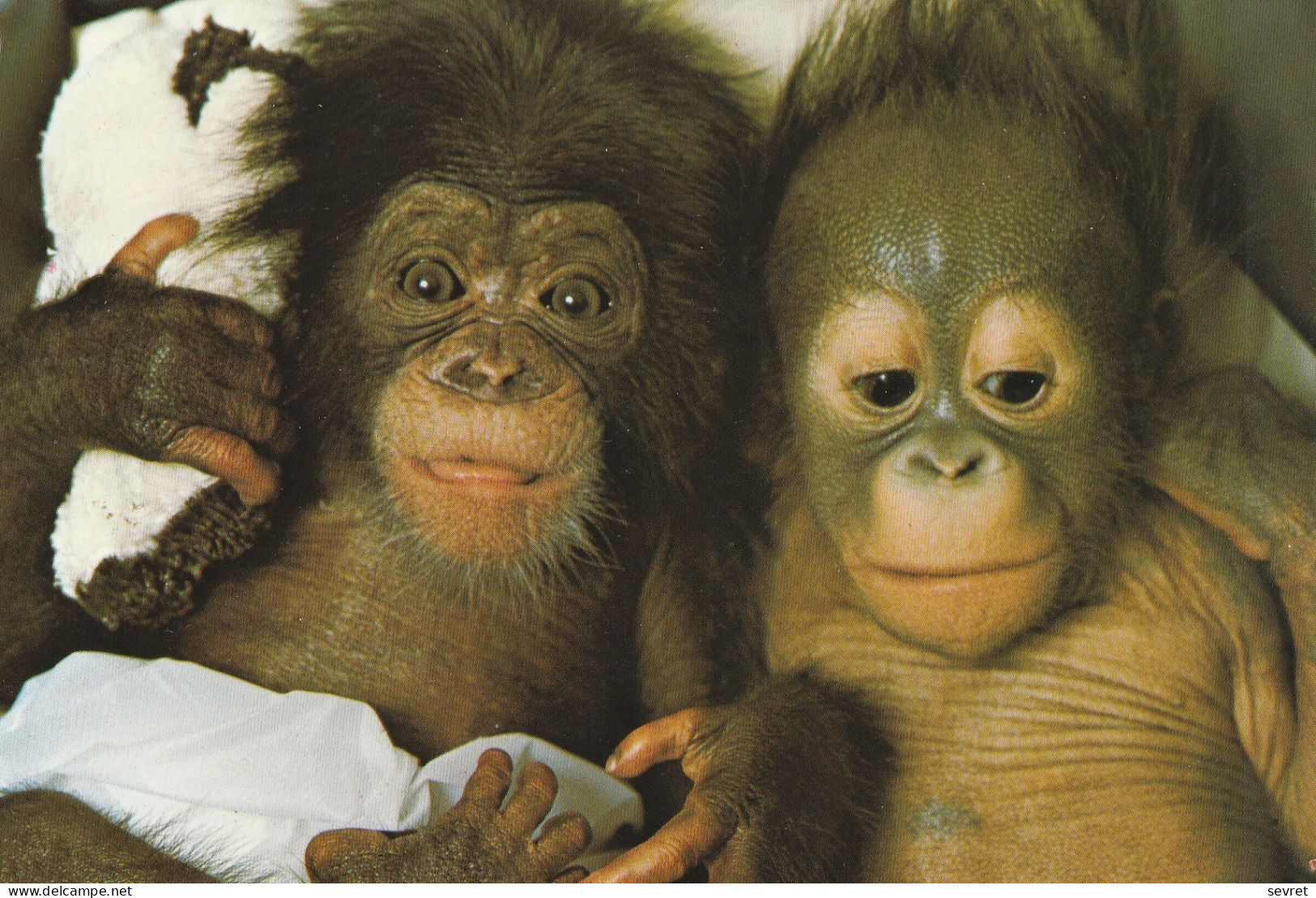 TIBA Bébé Orang-outang Et CHARLOTTE Femelle Chimpanzé . -  Beau Cliché - Monkeys