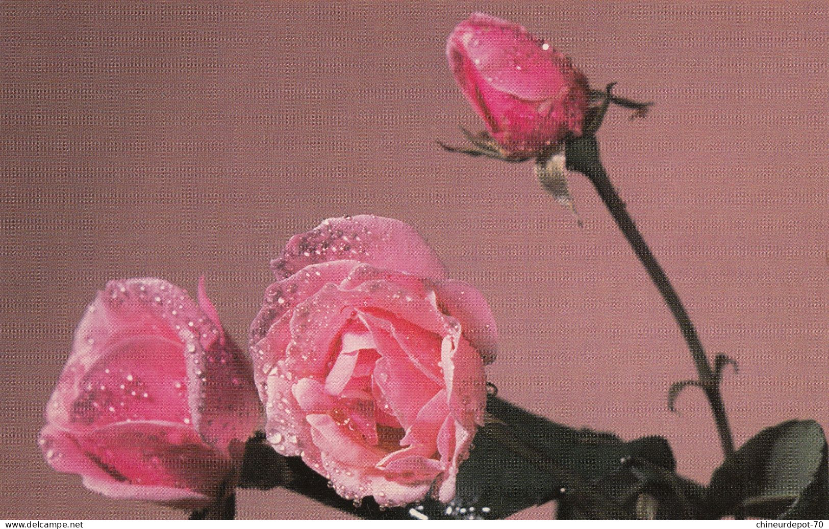 Fleurs Rose - Flowers