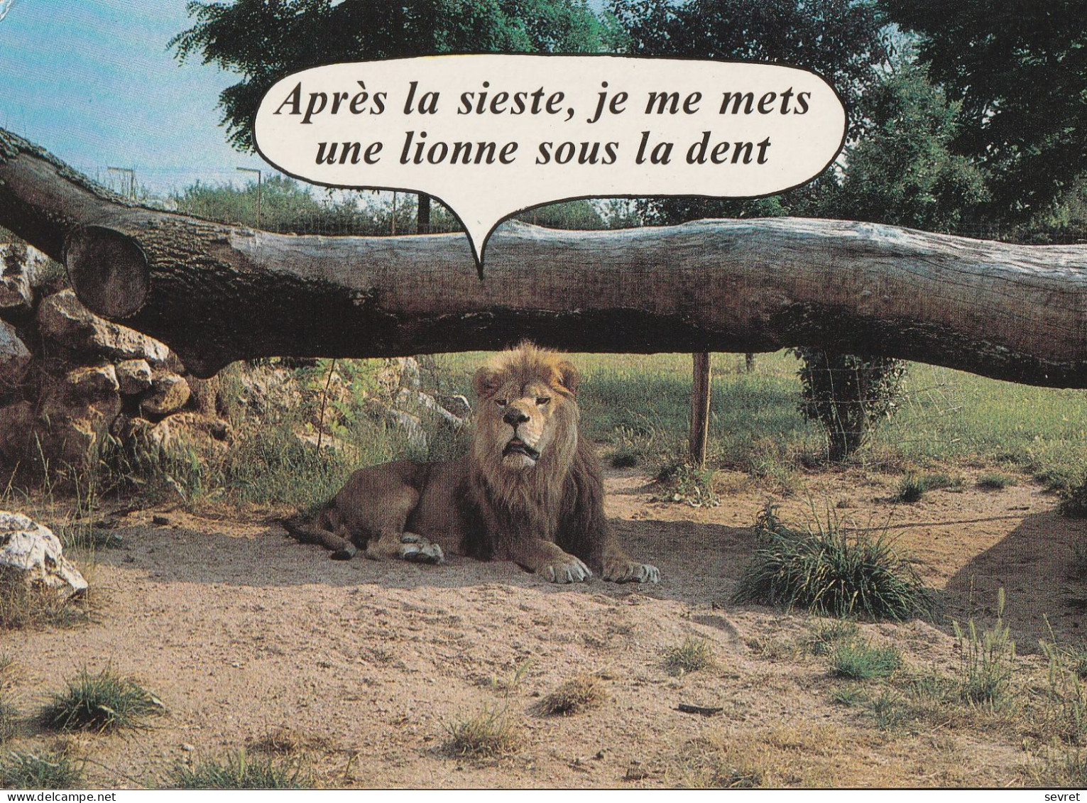 LION  . -  Carte Avec Une Pointe D'humour - Lions