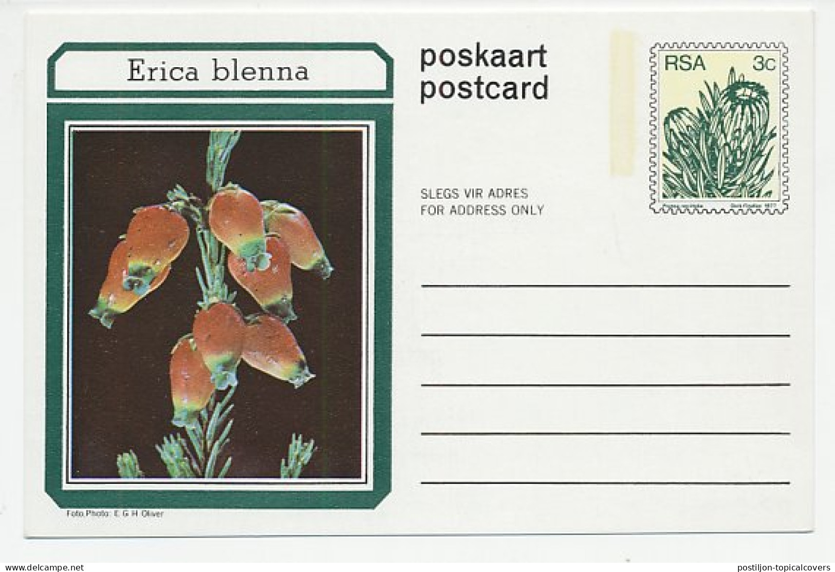 Postal Stationery South Africa 1977 Flower - Plant - Erica - Autres & Non Classés