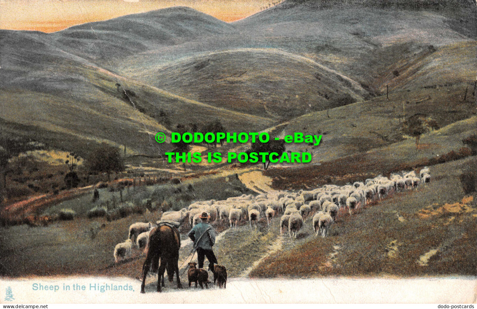 R554405 Sheep In Highlands. Tuck. Animal Life Series 1415 - Mundo