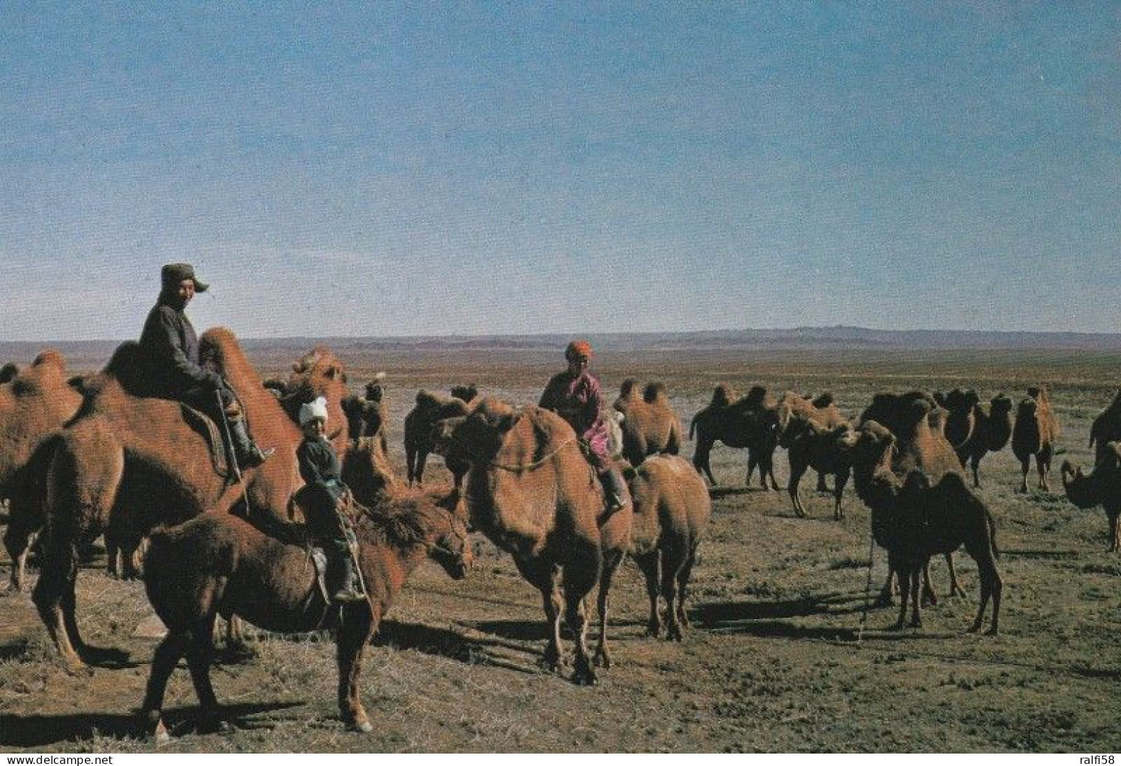 1 AK Mongolei * A Camel Breeder In South Gobi - Eine Kamelherde Im Gebiet Aimak * - Mongolei