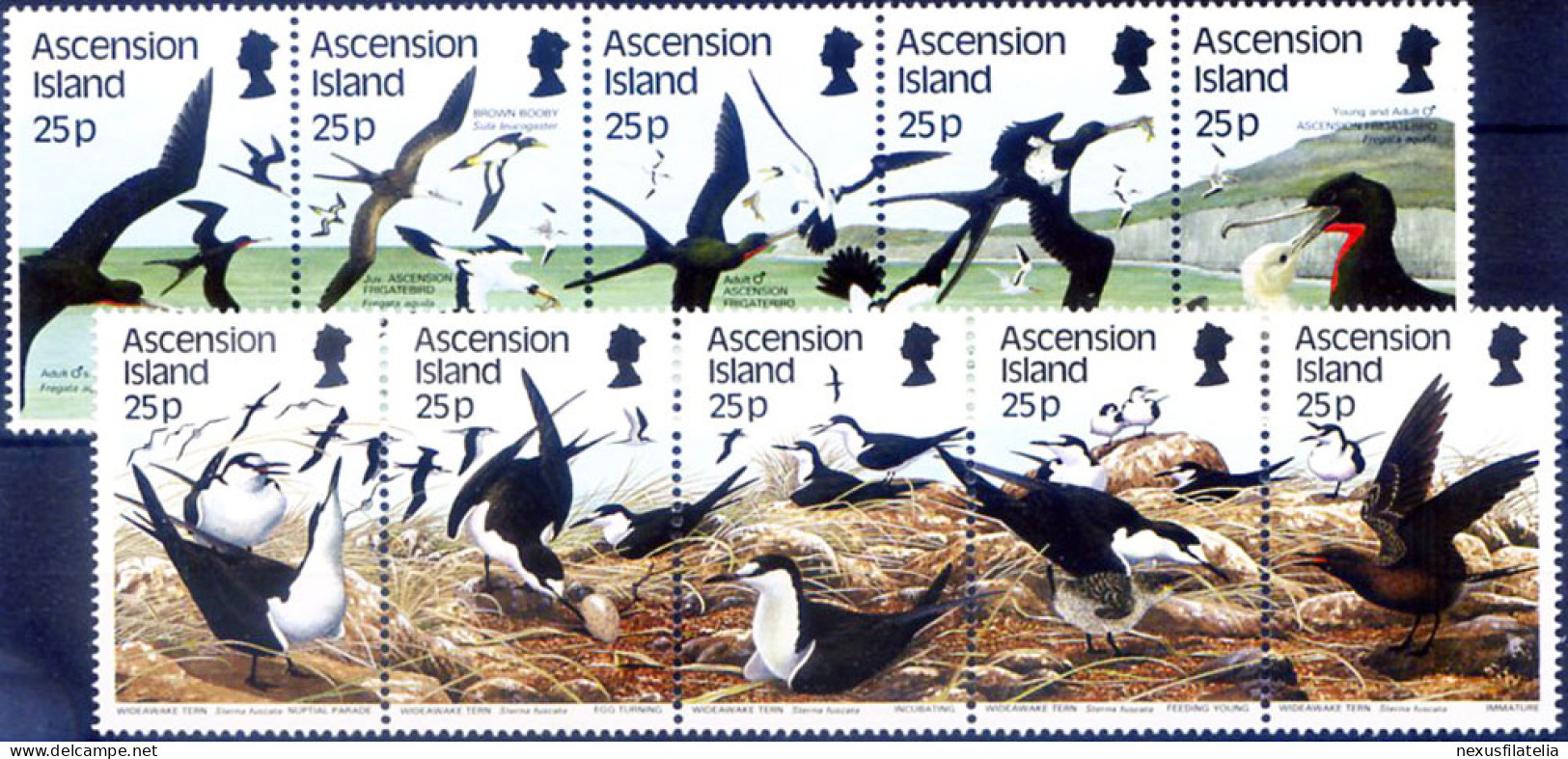 Fauna. Uccelli 1987-1988. - Ascension (Ile De L')