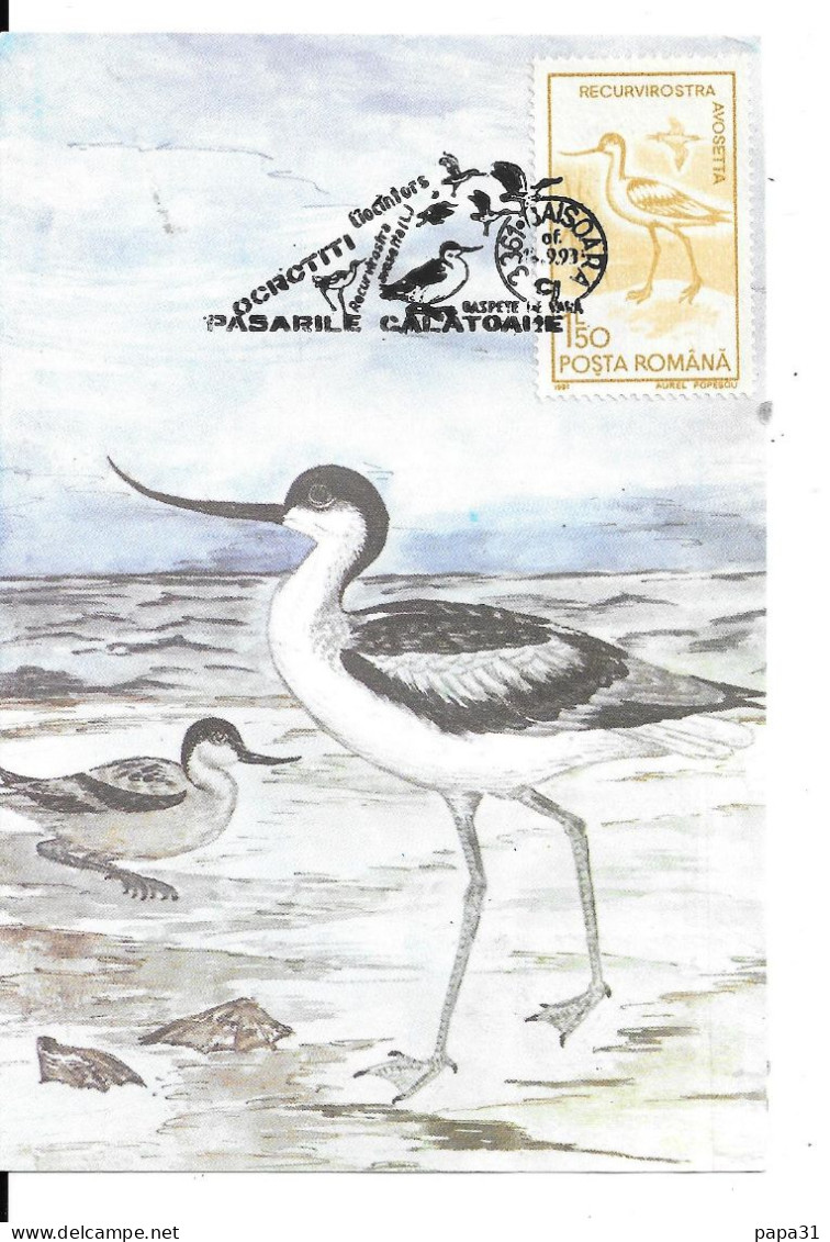 Recurvirostra Avosetta Ciocantors - Avocette élégante - Birds
