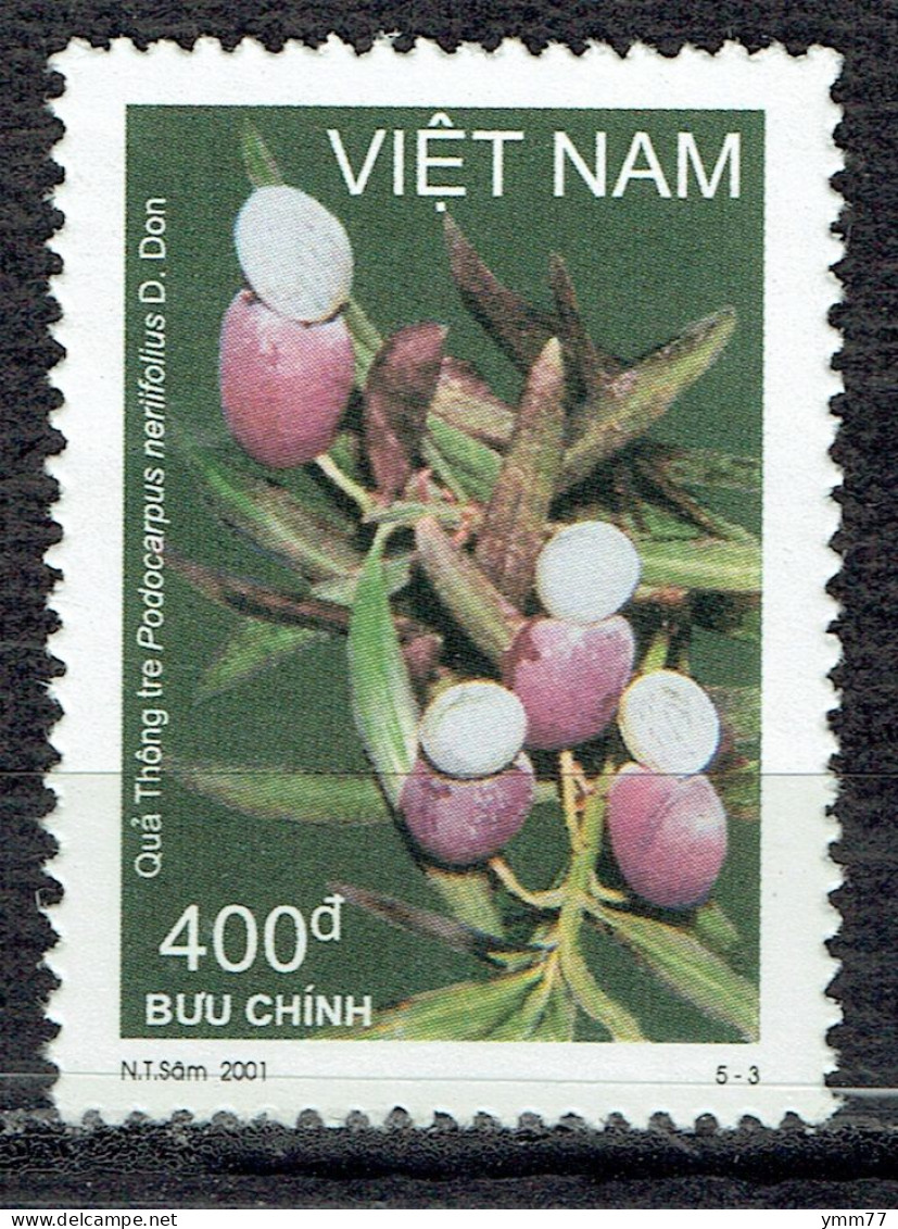 Fruits Sauvages : Podocarpus Neriifolius D. Don - Viêt-Nam